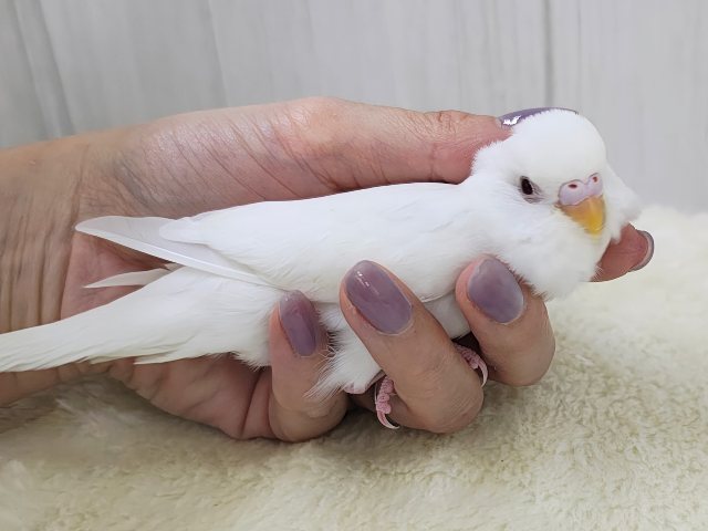 カキカキだぁいすきっ💓セキセイインコのヒナ(アルビノ)入荷しました❤️ セキセイインコ