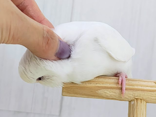 カキカキだぁいすきっ💓セキセイインコのヒナ(アルビノ)入荷しました❤️ セキセイインコ