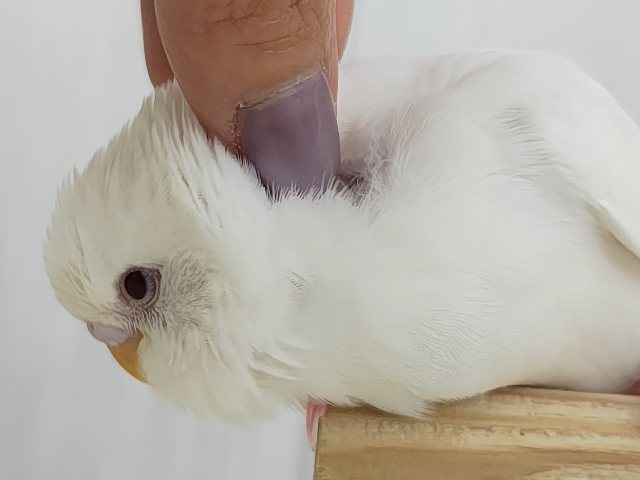 カキカキだぁいすきっ💓セキセイインコのヒナ(アルビノ)入荷しました❤️ セキセイインコ