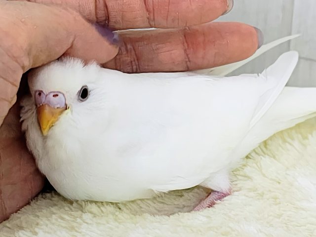 カキカキだぁいすきっ💓セキセイインコのヒナ(アルビノ)入荷しました❤️ セキセイインコ