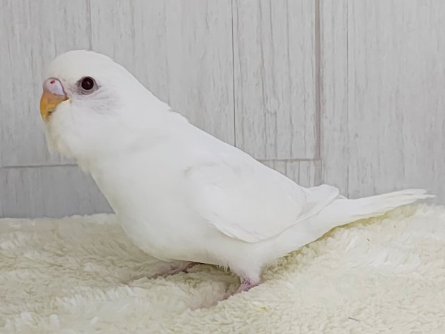 カキカキだぁいすきっ💓セキセイインコのヒナ(アルビノ)入荷しました❤️ セキセイインコ