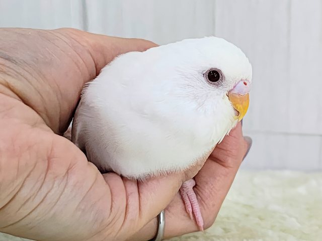 カキカキだぁいすきっ💓セキセイインコのヒナ(アルビノ)入荷しました❤️ セキセイインコ