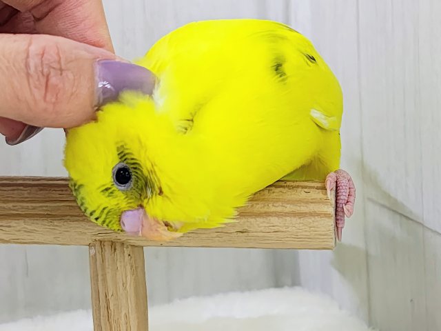 ベタなれ✨触れ合いさせてくれるよ〜♪セキセイインコのヒナ(黄・ハルクイン)入荷しました❤️ セキセイインコ