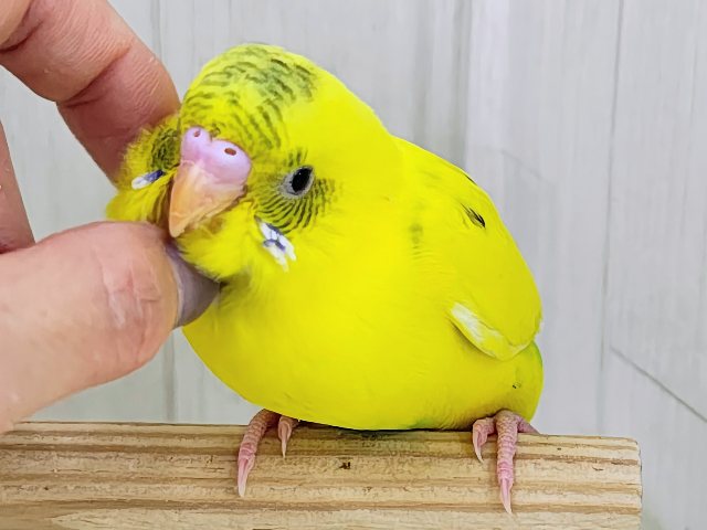 ベタなれ✨触れ合いさせてくれるよ〜♪セキセイインコのヒナ(黄・ハルクイン)入荷しました❤️ セキセイインコ