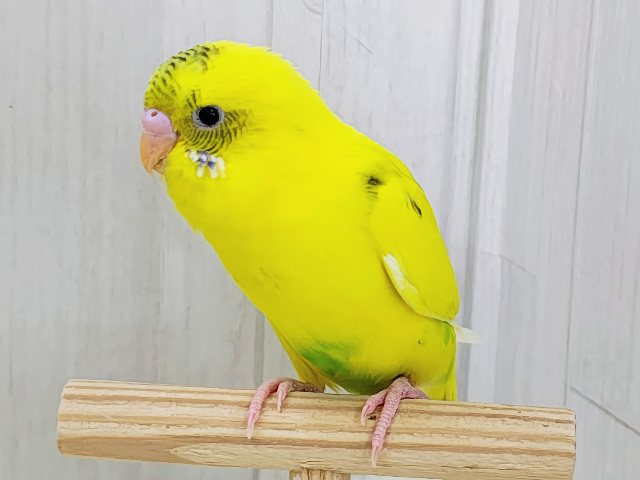 ベタなれ✨触れ合いさせてくれるよ〜♪セキセイインコのヒナ(黄・ハルクイン)入荷しました❤️ セキセイインコ
