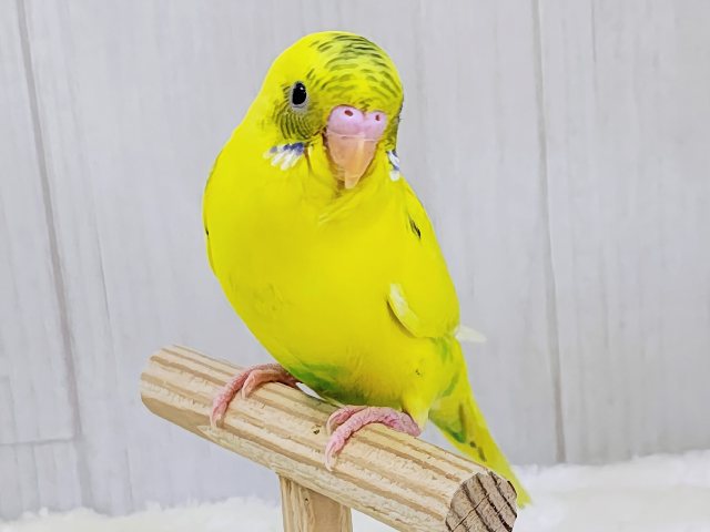 ベタなれ✨触れ合いさせてくれるよ〜♪セキセイインコのヒナ(黄・ハルクイン)入荷しました❤️ セキセイインコ
