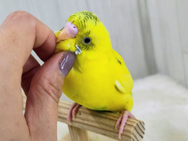 ベタなれ✨触れ合いさせてくれるよ〜♪セキセイインコのヒナ(黄・ハルクイン)入荷しました❤️ セキセイインコ