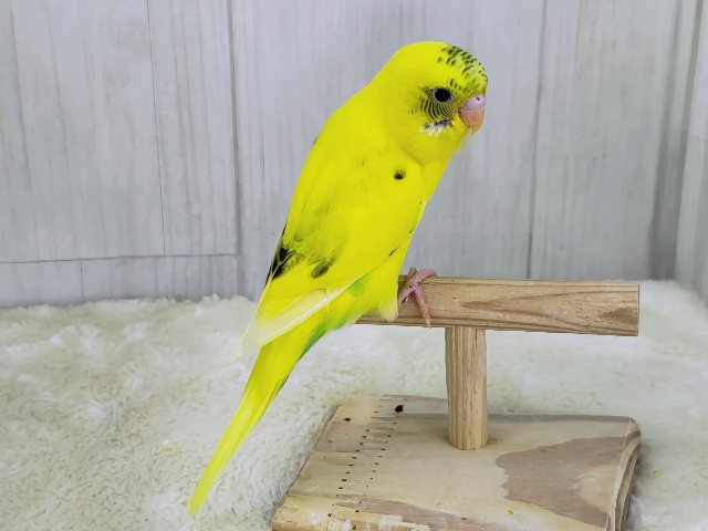 ベタなれ✨触れ合いさせてくれるよ〜♪セキセイインコのヒナ(黄・ハルクイン)入荷しました❤️ セキセイインコ