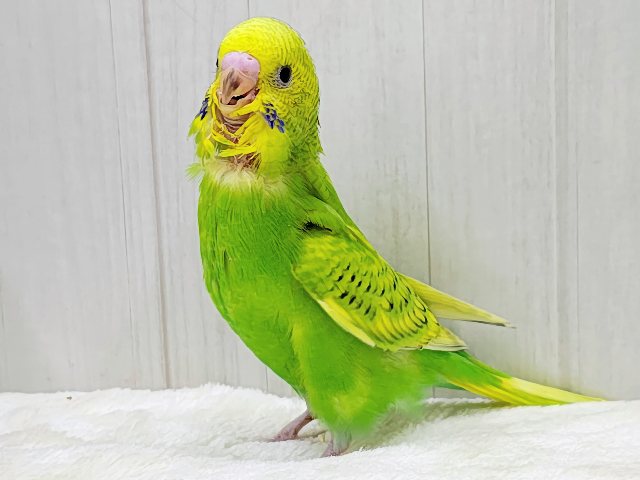 ほわわーん♡実は構ってちゃん✨セキセイインコのヒナ(グリーンスパングル)入荷しました❤️ セキセイインコ