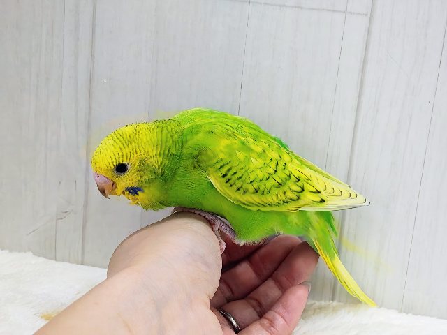 ほわわーん♡実は構ってちゃん✨セキセイインコのヒナ(グリーンスパングル)入荷しました❤️ セキセイインコ