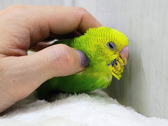 ほわわーん♡実は構ってちゃん✨セキセイインコのヒナ(グリーンスパングル)入荷しました❤️ セキセイインコ