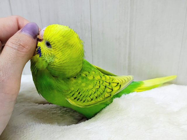 ほわわーん♡実は構ってちゃん✨セキセイインコのヒナ(グリーンスパングル)入荷しました❤️ セキセイインコ