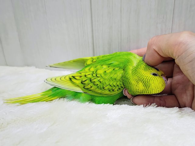 ほわわーん♡実は構ってちゃん✨セキセイインコのヒナ(グリーンスパングル)入荷しました❤️ セキセイインコ