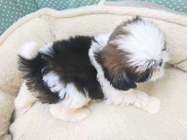 可愛すぎてとろける〜🫠💗シーズーの男の子入荷しました❤️ シーズー