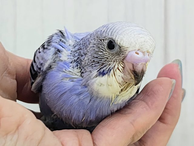 深みのあるブルー系でカッコ可愛く💓セキセイインコのヒナ(バイオレットオパーリン)入荷しました❤️ セキセイインコ