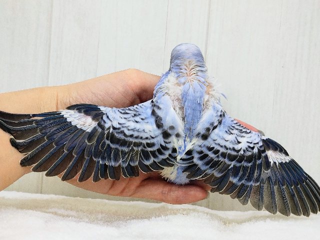 深みのあるブルー系でカッコ可愛く💓セキセイインコのヒナ(バイオレットオパーリン)入荷しました❤️ セキセイインコ