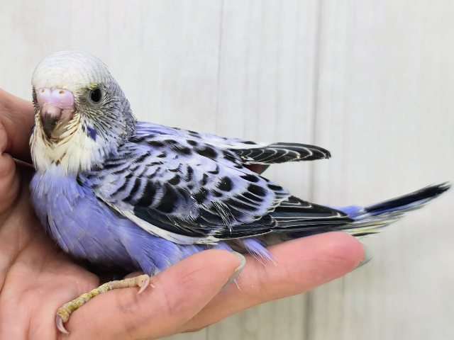 深みのあるブルー系でカッコ可愛く💓セキセイインコのヒナ(バイオレットオパーリン)入荷しました❤️ セキセイインコ