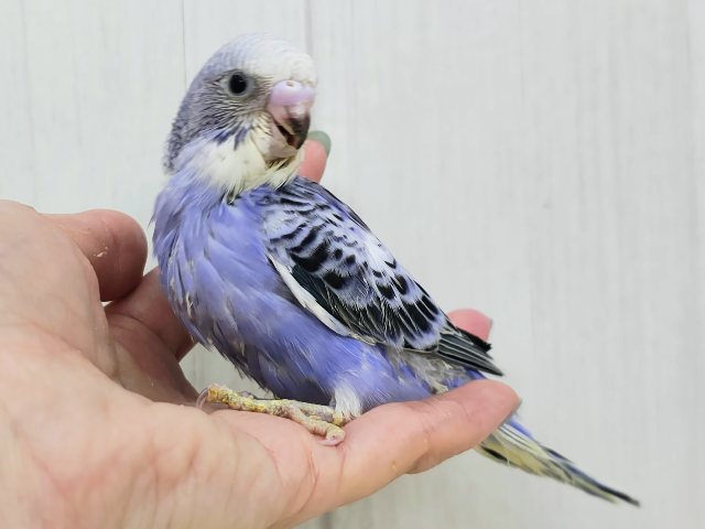 深みのあるブルー系でカッコ可愛く💓セキセイインコのヒナ(バイオレットオパーリン)入荷しました❤️ セキセイインコ