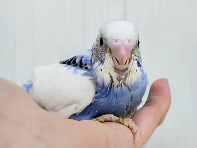 テチテチ💙ペンギンが通りますよ〜🐧✨セキセイインコのヒナ(ブルーパイド)入荷しました❤️ セキセイインコ
