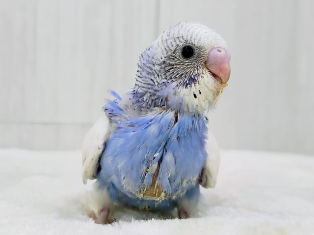 テチテチ💙ペンギンが通りますよ〜🐧✨セキセイインコのヒナ(ブルーパイド)入荷しました❤️ セキセイインコ