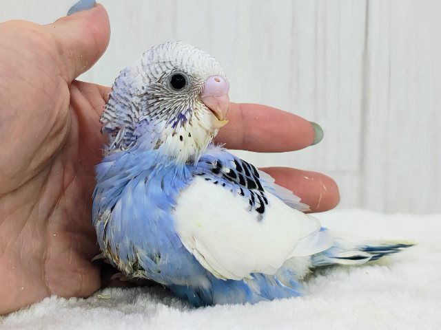 テチテチ💙ペンギンが通りますよ〜🐧✨セキセイインコのヒナ(ブルーパイド)入荷しました❤️ セキセイインコ