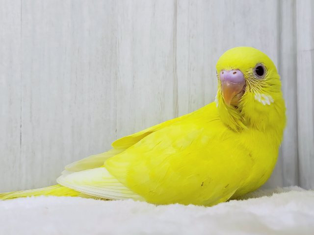 完熟バナナの常夏フルーツ💛セキセイインコのヒナ(ルチノー)入荷しました❤️ セキセイインコ