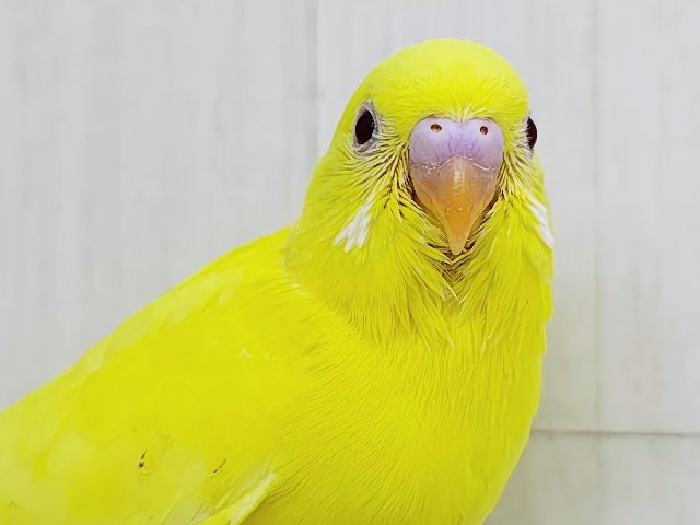 完熟バナナの常夏フルーツ💛セキセイインコのヒナ(ルチノー)入荷しました❤️ セキセイインコ
