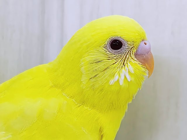 完熟バナナの常夏フルーツ💛セキセイインコのヒナ(ルチノー)入荷しました❤️ セキセイインコ