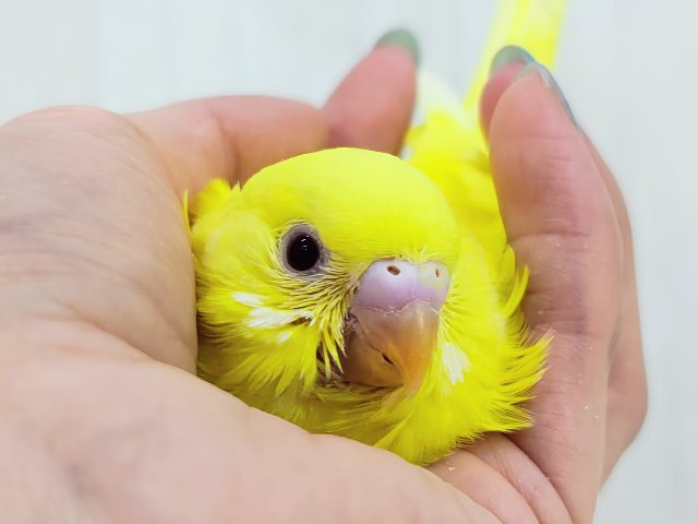 完熟バナナの常夏フルーツ💛セキセイインコのヒナ(ルチノー)入荷しました❤️ セキセイインコ