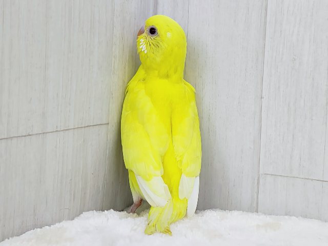 完熟バナナの常夏フルーツ💛セキセイインコのヒナ(ルチノー)入荷しました❤️ セキセイインコ