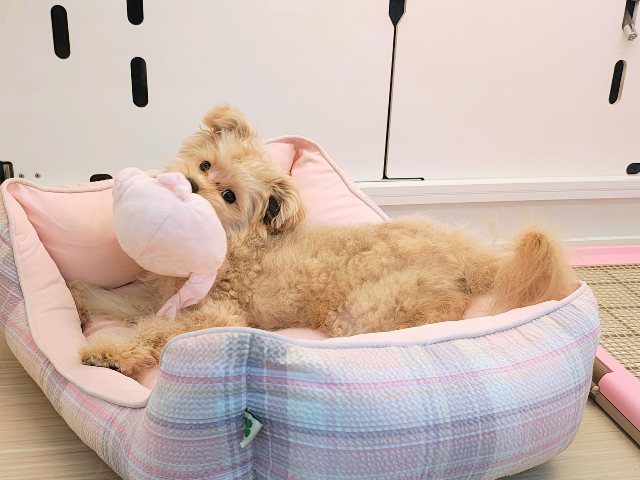 ポメプー