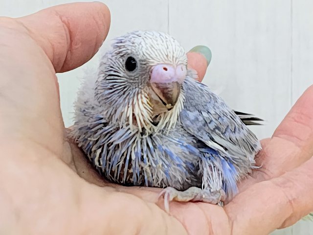お腹ぽよよんっ💓食いしん坊✨セキセイインコのヒナ(ブルースパングル)入荷しました❤️ セキセイインコ