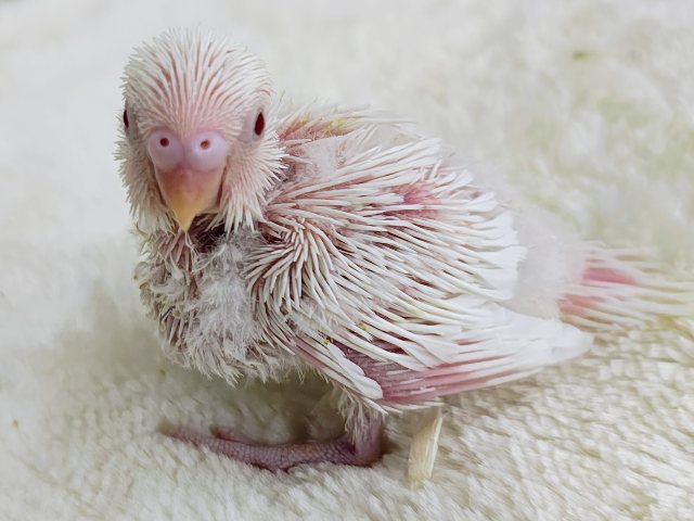 セキセイインコ