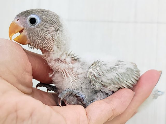 ボタンインコ