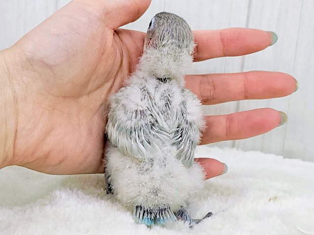 ボタンインコ
