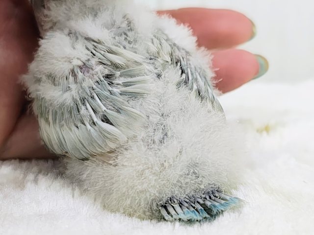 レア💕︎︎中々入荷しないですよ〜⚠ボタンインコのヒナ(ホワイト)入荷しました❤️ ボタンインコ