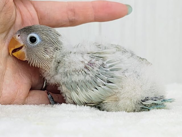 ボタンインコ