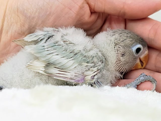 レア💕︎︎中々入荷しないですよ〜⚠ボタンインコのヒナ(ホワイト)入荷しました❤️ ボタンインコ