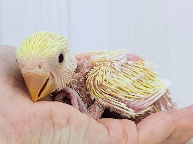 甘々カスタードクリームカラー💓小桜インコのヒナ(クリームルチノー)入荷しました❤️ コザクラインコ(小桜インコ)