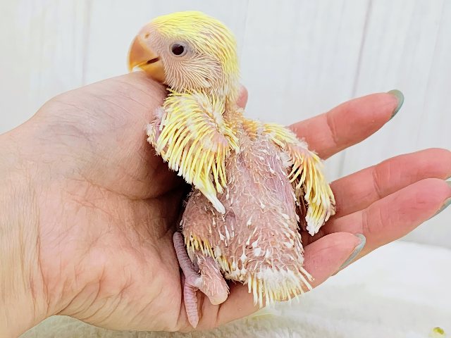 甘々カスタードクリームカラー💓小桜インコのヒナ(クリームルチノー)入荷しました❤️ コザクラインコ(小桜インコ)