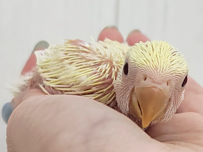 甘々カスタードクリームカラー💓小桜インコのヒナ(クリームルチノー)入荷しました❤️ コザクラインコ(小桜インコ)
