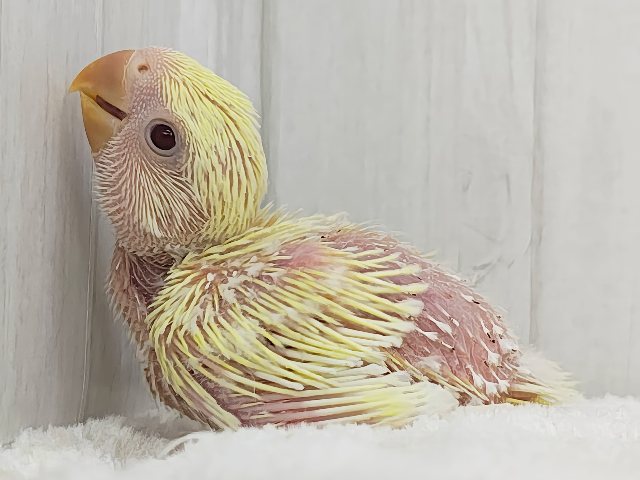 甘々カスタードクリームカラー💓小桜インコのヒナ(クリームルチノー)入荷しました❤️ コザクラインコ(小桜インコ)