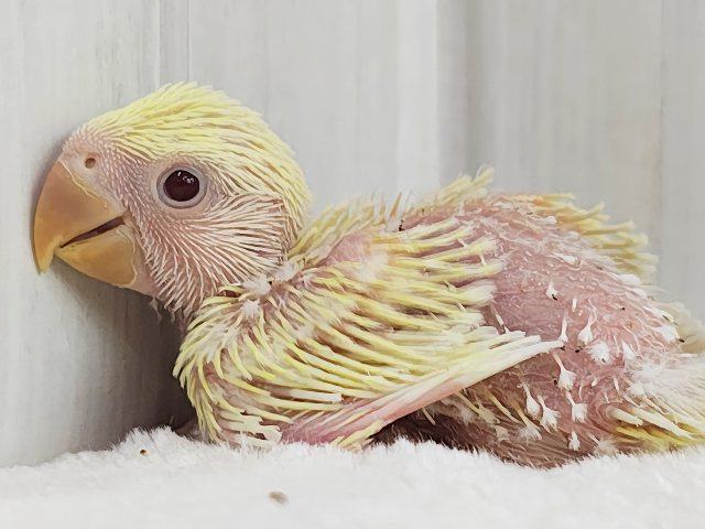 甘々カスタードクリームカラー💓小桜インコのヒナ(クリームルチノー)入荷しました❤️ コザクラインコ(小桜インコ)
