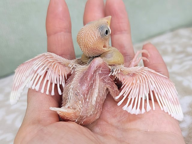 白文鳥