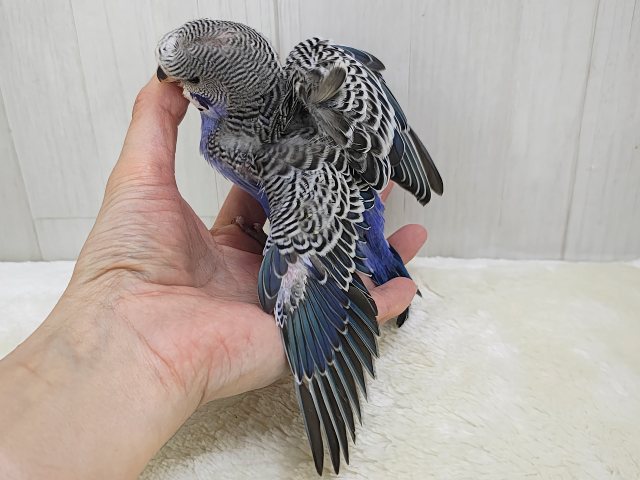 かなりのレアです羽衣セキセイインコのヒナ(ノーマル)入荷しました❤️ 羽衣セキセイインコ