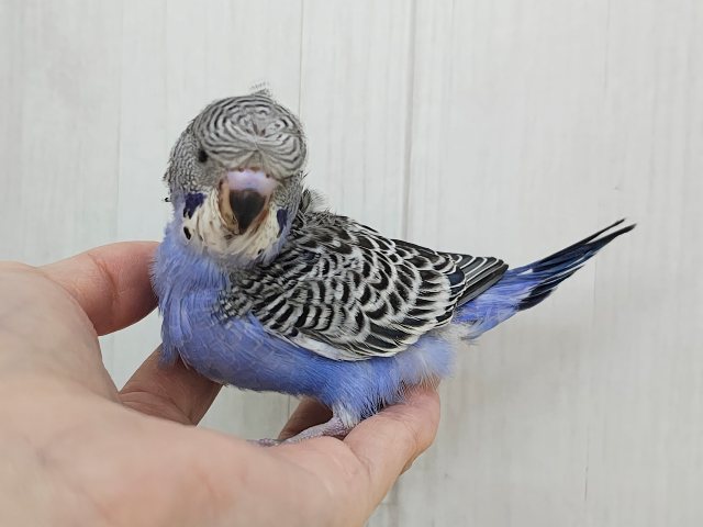 かなりのレアです羽衣セキセイインコのヒナ(ノーマル)入荷しました❤️ 羽衣セキセイインコ