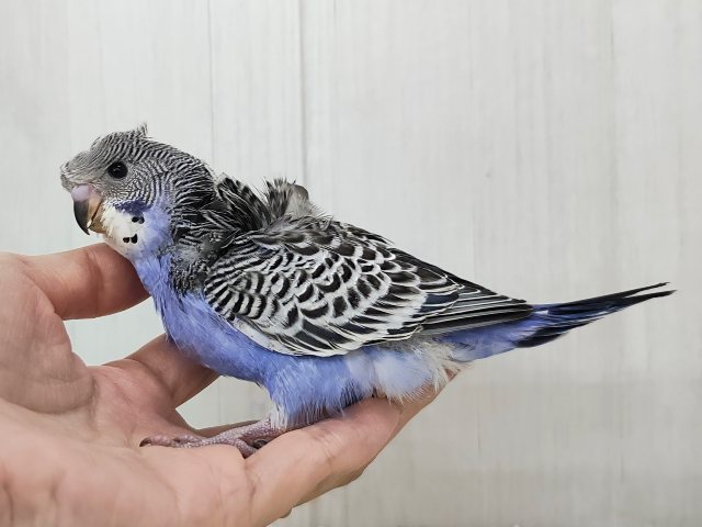 羽衣セキセイインコ