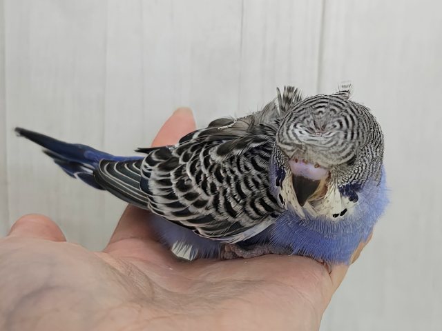 かなりのレアです羽衣セキセイインコのヒナ(ノーマル)入荷しました❤️ 羽衣セキセイインコ