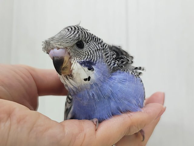 かなりのレアです羽衣セキセイインコのヒナ(ノーマル)入荷しました❤️ 羽衣セキセイインコ