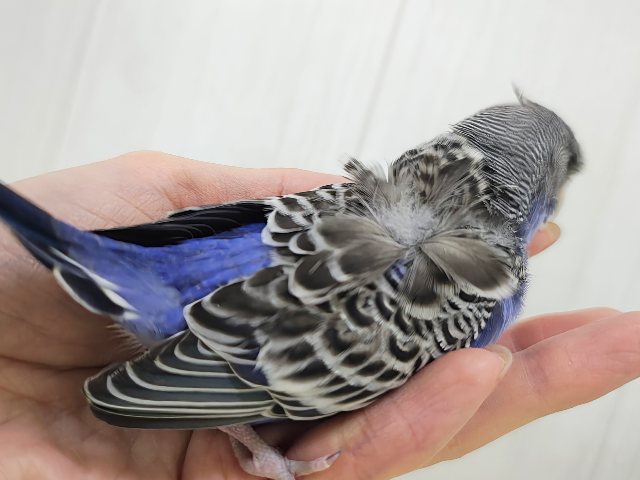 かなりのレアです羽衣セキセイインコのヒナ(ノーマル)入荷しました❤️ 羽衣セキセイインコ
